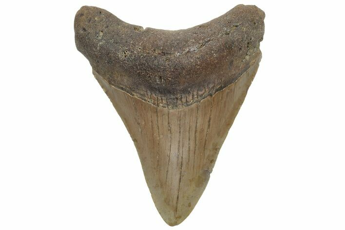 Fossil Megalodon Tooth - North Carolina #225825